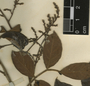 Rhus terebinthifolia Schltdl. & Cham., Honduras, P. C. Standley 151, F